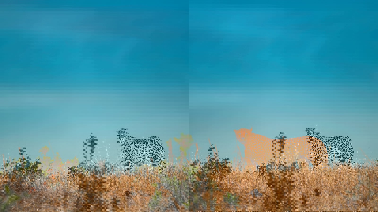 Keyur Nandaniya 7Zbwyxfwlqu Unsplash