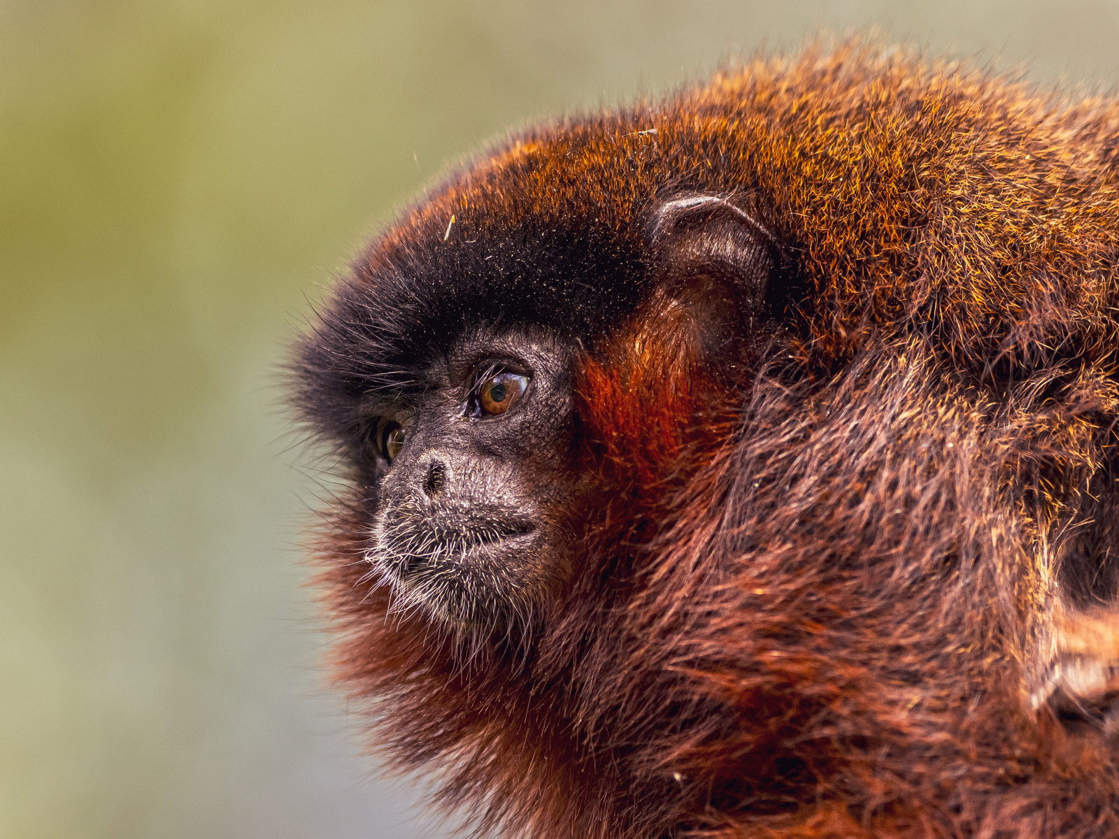 2024 Red Titi Monkey Dr Ywp 1