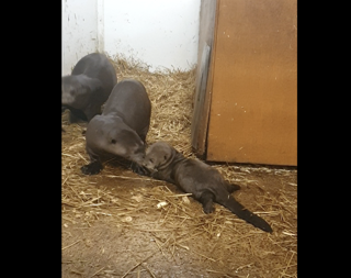 Baby Otter Ywp 04