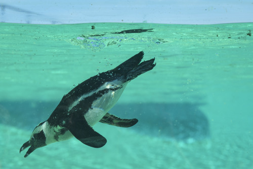 YWP Penguins 032