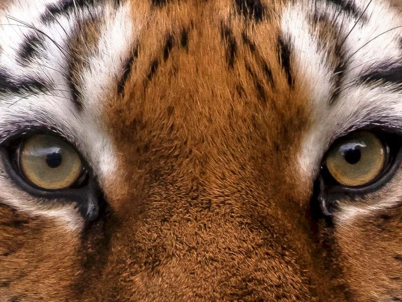 Amur Tiger Eyes