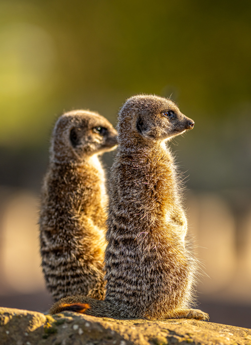 2023 Meerkats Dr Ywp 1