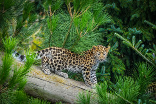 Leopard Cubs In Main Reserve 07