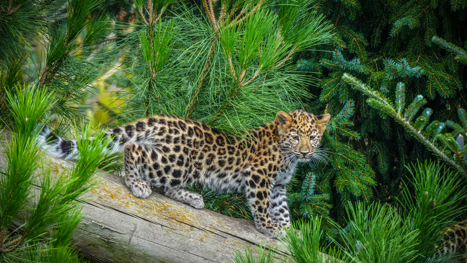 Leopard Cubs In Main Reserve 07