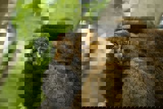 Pexels Bandierastudio 5097064