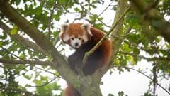 Red Panda in tree (1)