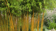 Fishpole Golden Bamboo (Phyllostachys Aurea)