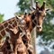 Giraffe Family (CR. John Clarke)