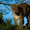 Amur Leopard (CR.Sam Farrar)