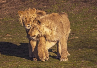 2026 Lion Rescue 3 Dr Ywp 1