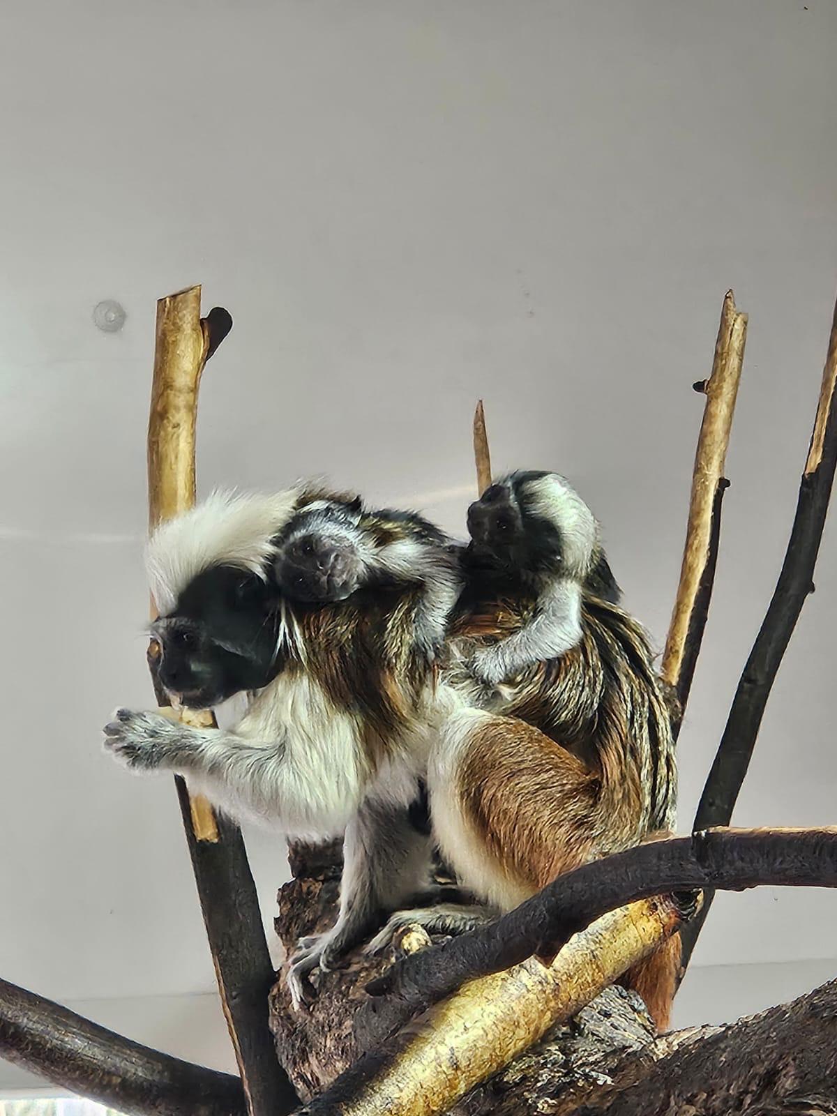 Cotton Top Tamarin Monkeys