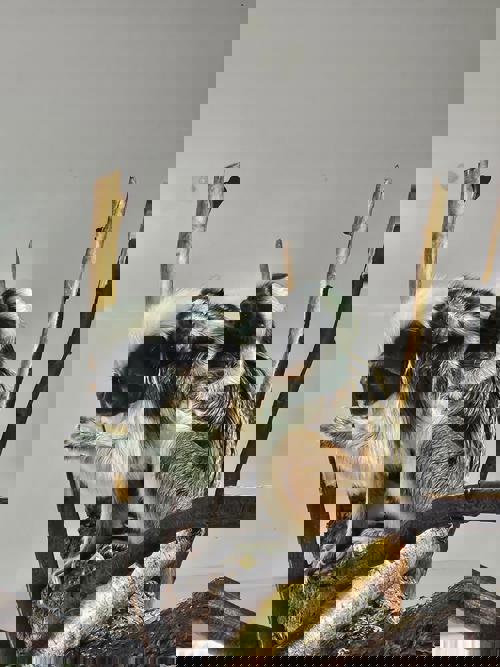 Cotton Top Tamarin Monkeys