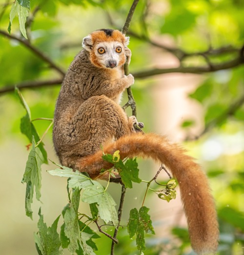 2023 06 28 2023 Crowned Lemurs 21 Dr Ywp