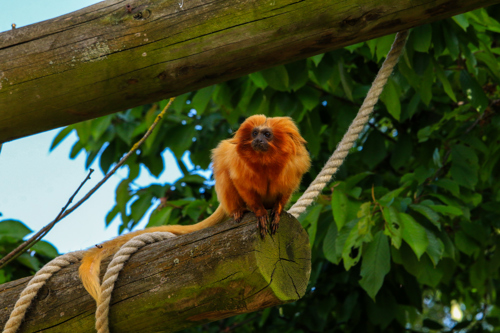 Golden Lion Tamarin 5