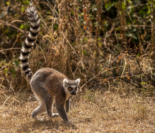 2022 08 22 2022Ring Tailed Lemur 14 Dr Ywp