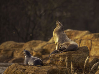 2025 Sea Lions At Point Lobos Dr Ywp 1