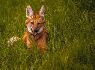 2024 Maned Wolf Dr Ywp 14