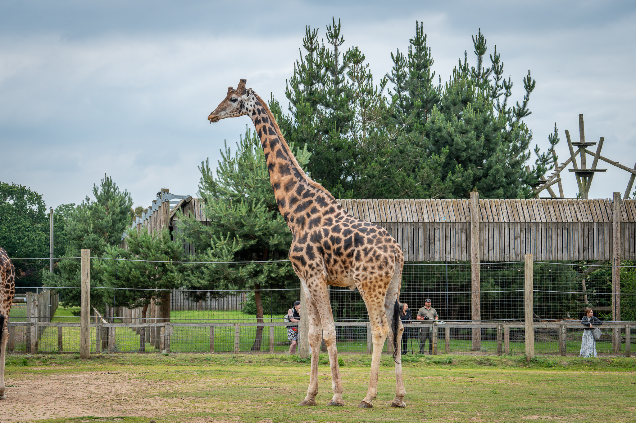 New Giraffe Setanta Arrival 25