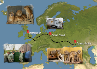 Lion Rescue 2 Map
