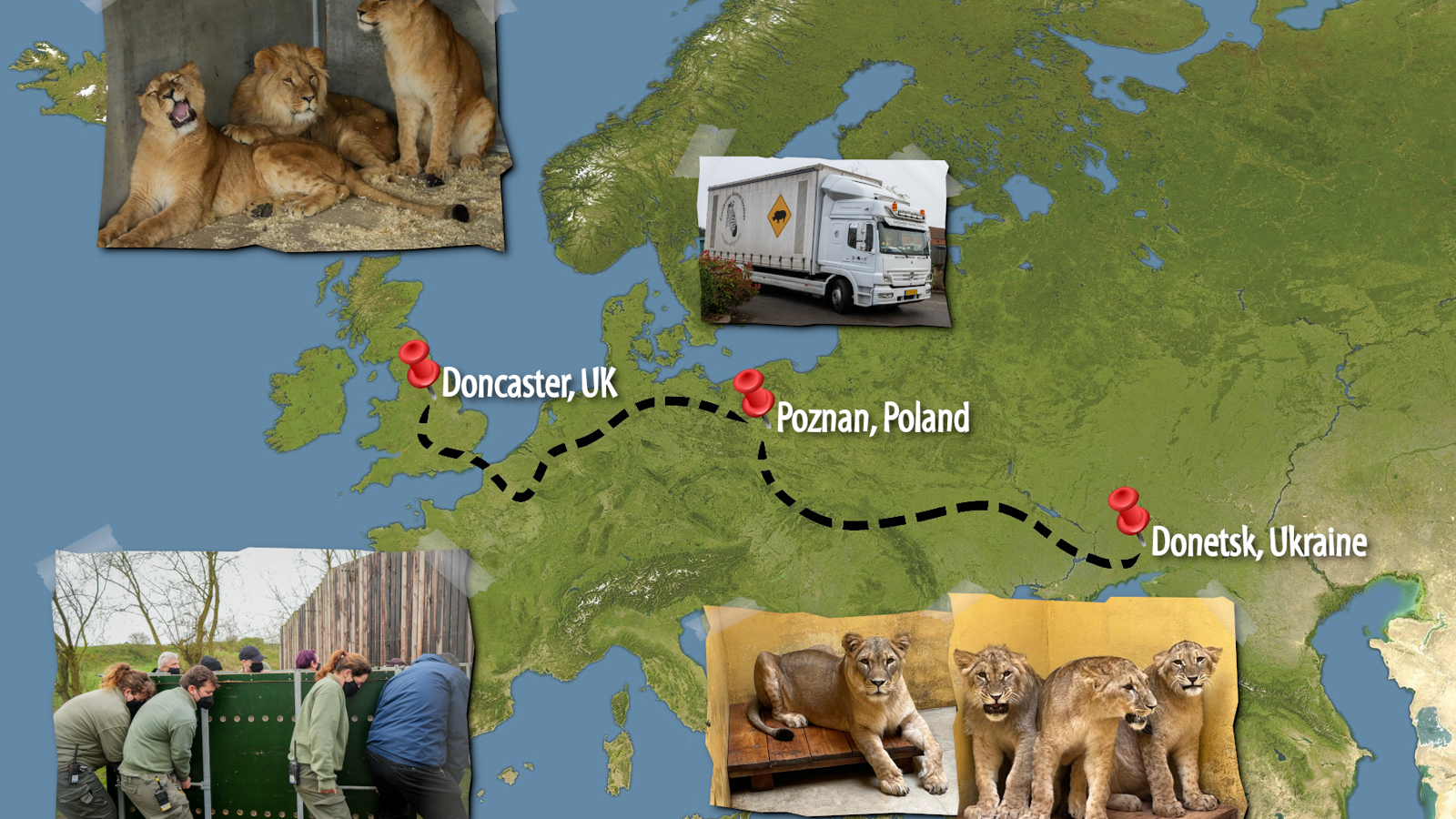 Lion Rescue 2 Map