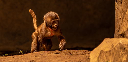 2024 Baby Gelada Monkey Dr Ywp 18