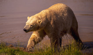 2024 Project Polar 1 Dr Ywp 182