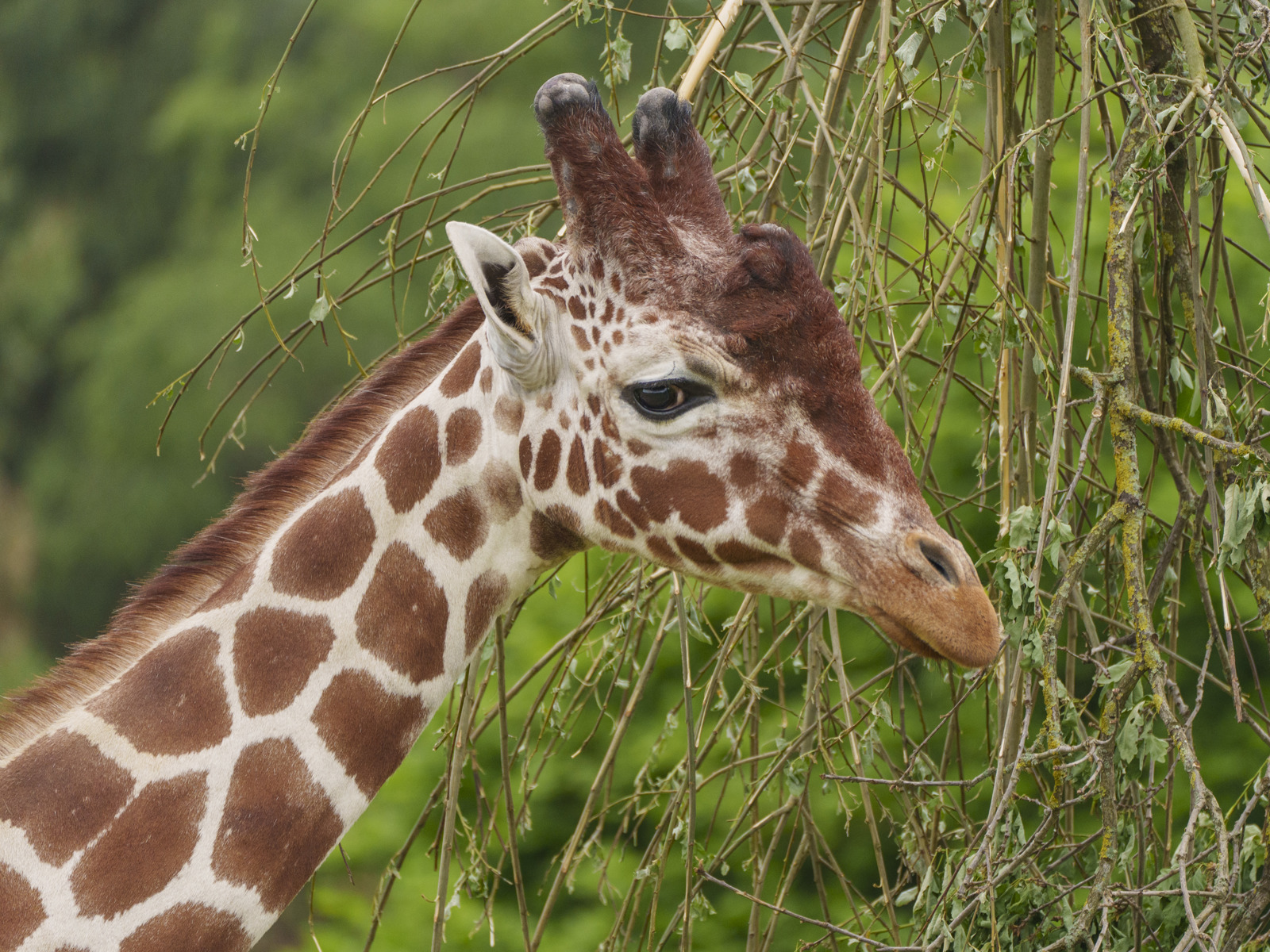YWP Giraffe 006