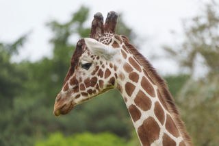 YWP Giraffe 005