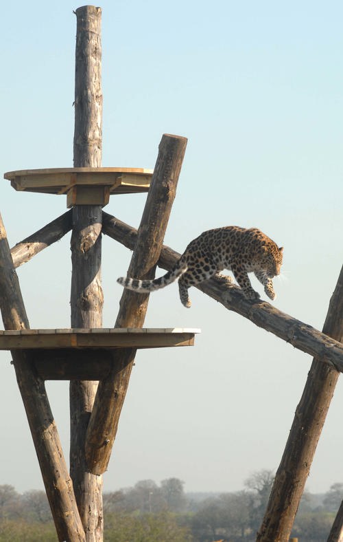 Leopard Climbing Down Platform