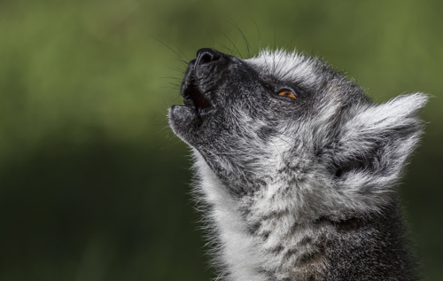 2016 04 19 Lemur 5 Dr Ywp