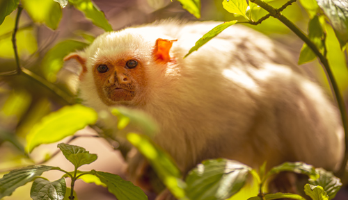 2024 Silvery Marmoset Dr Ywp 1