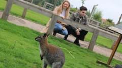 Wallaby and customers