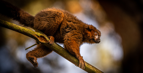 2020 01 18 2019Red Bellied Lemur In Golden Light 1 Dr Ywp