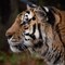 Amur Tiger (CR. Brian Hall)