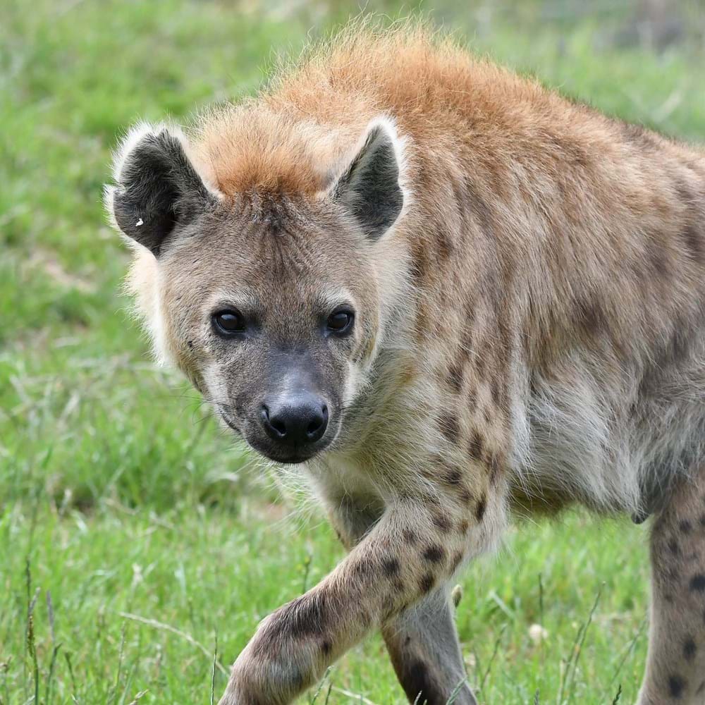 Gift a Hyena Experience