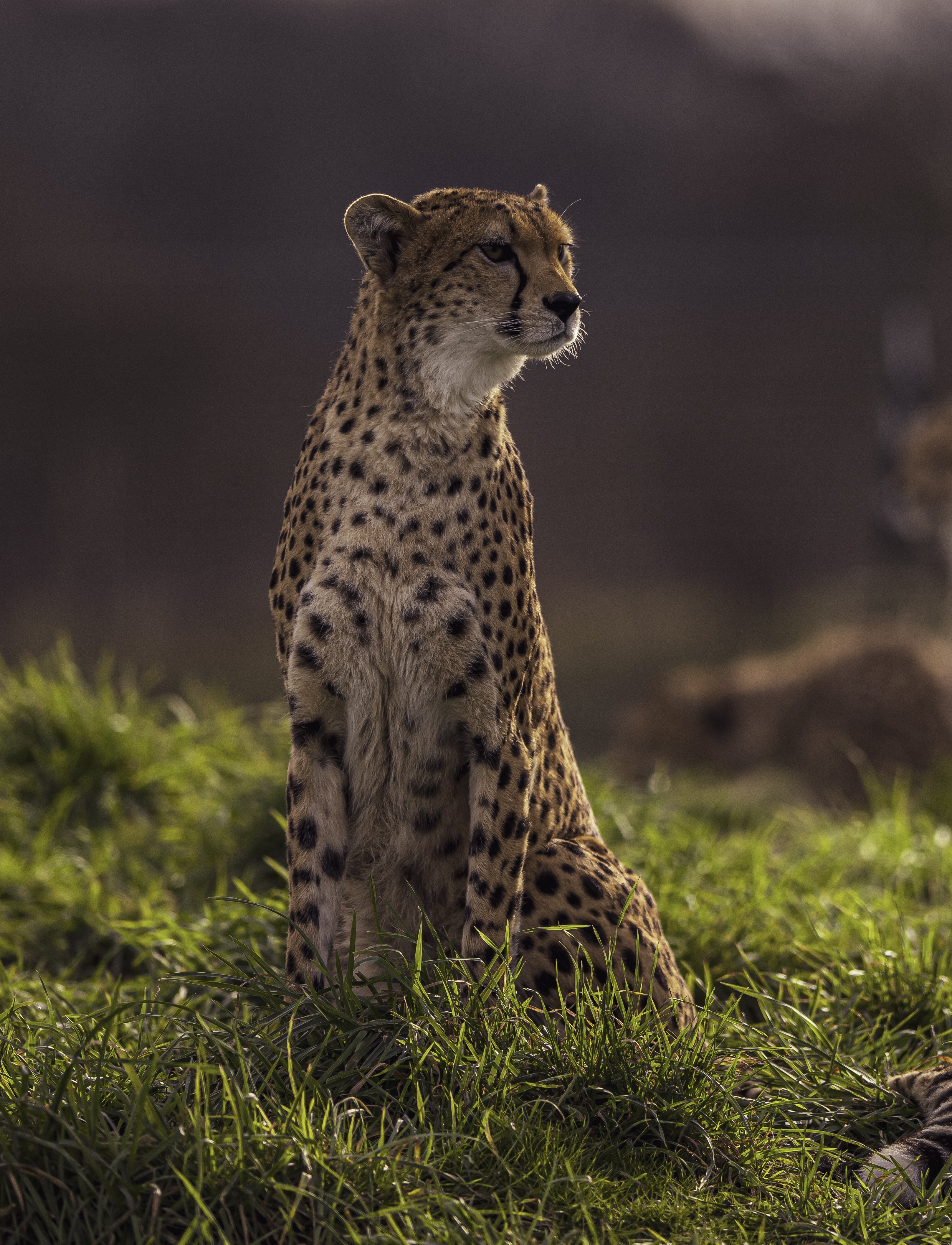 2025 Cheetah Territory Dr Ywp 29